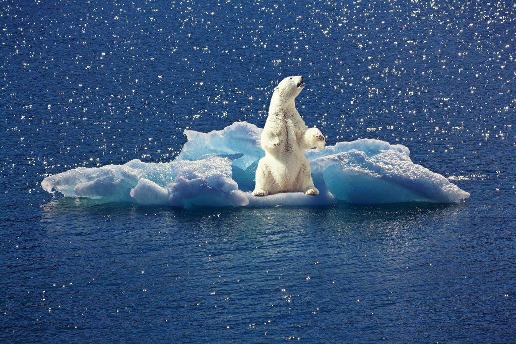 海氷に乗っているホッキョクグマ