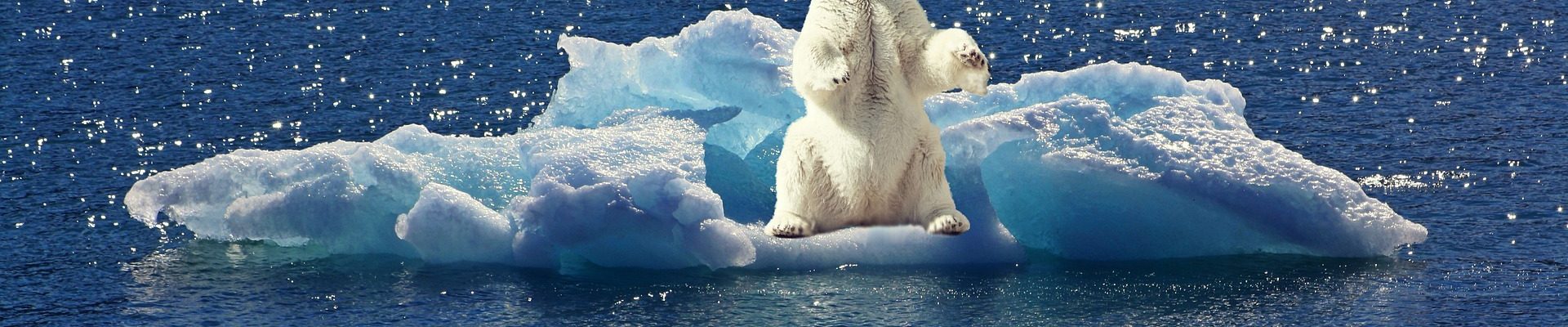 海氷に乗っているホッキョクグマ