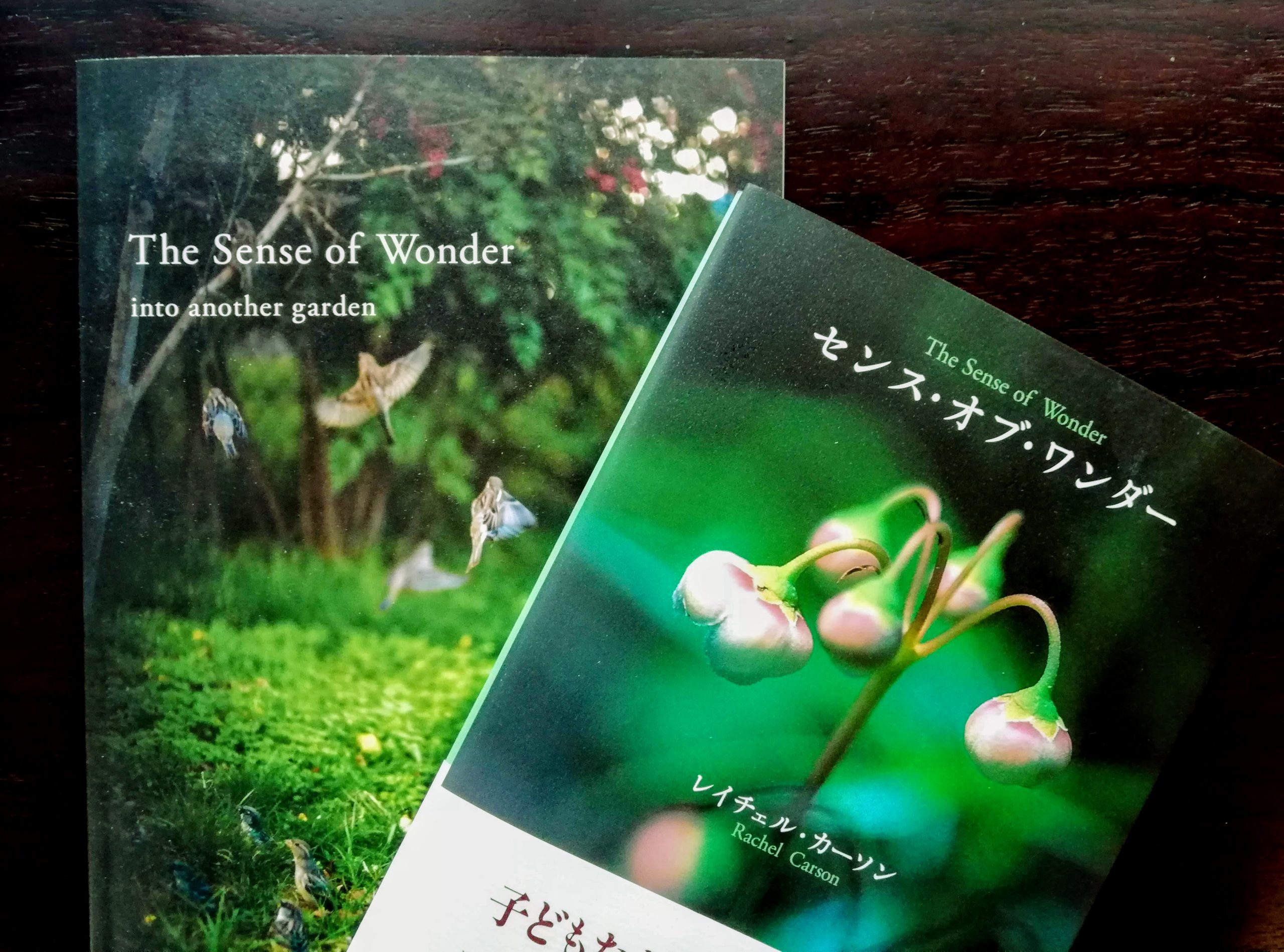 センスオブワンダー(sense of wonder) ドットワンピース