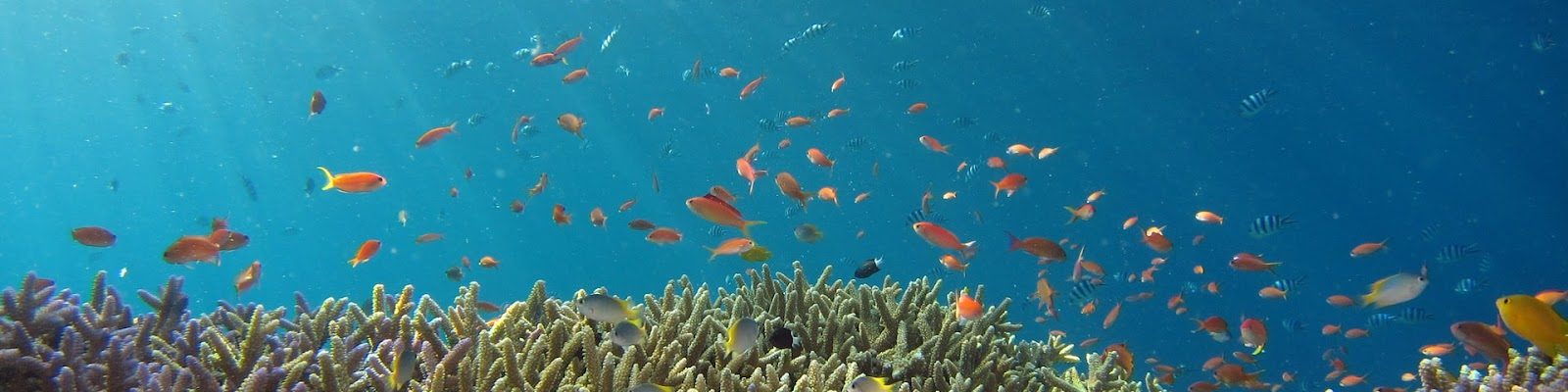 海の中サンゴ礁と魚たち